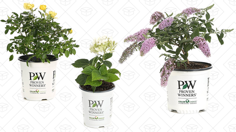 Illustration for article titled Saturday's Best Deals: Nutribullets, Shrubs, SanDisk Storage, and More
